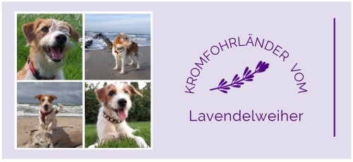 Kromfohrländer Zuchtstätte vom Lavendelweiher