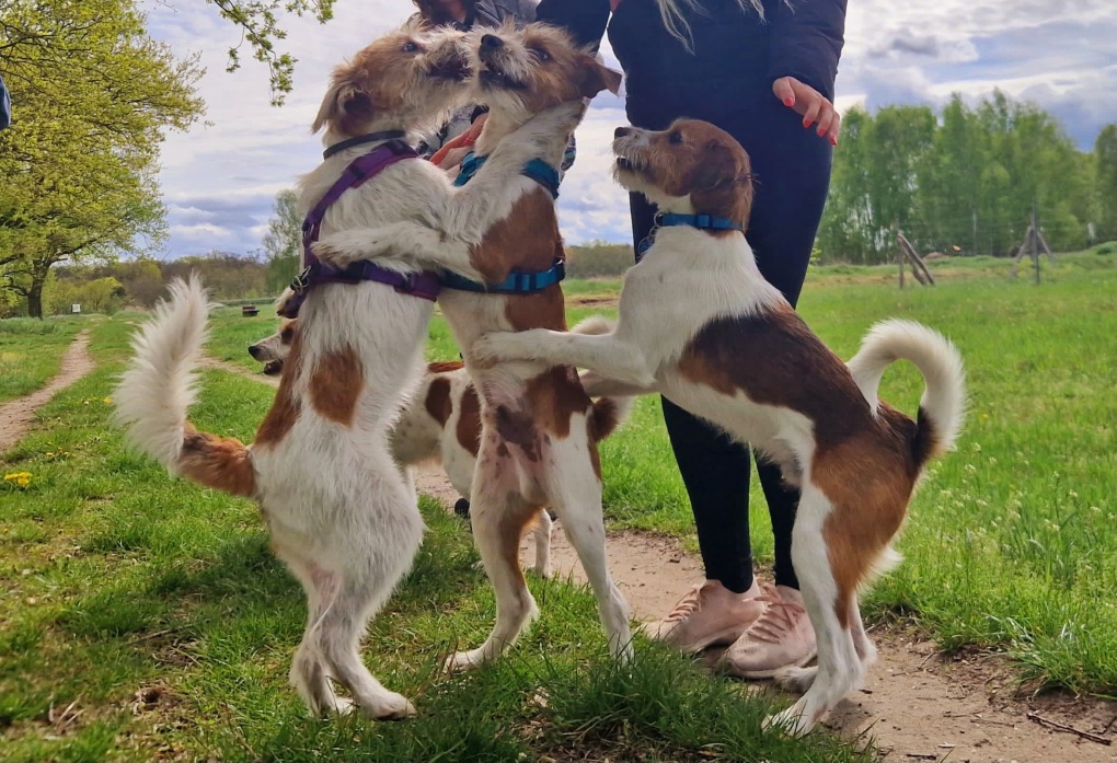 Aiva, Amelino und Aikimo vom Lavendelweiher, 5,5 Monate alt