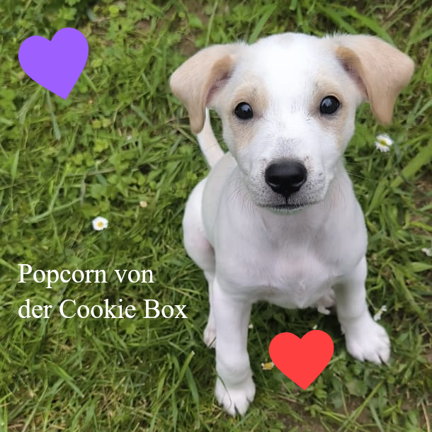 Popcorn von der Cookie Box