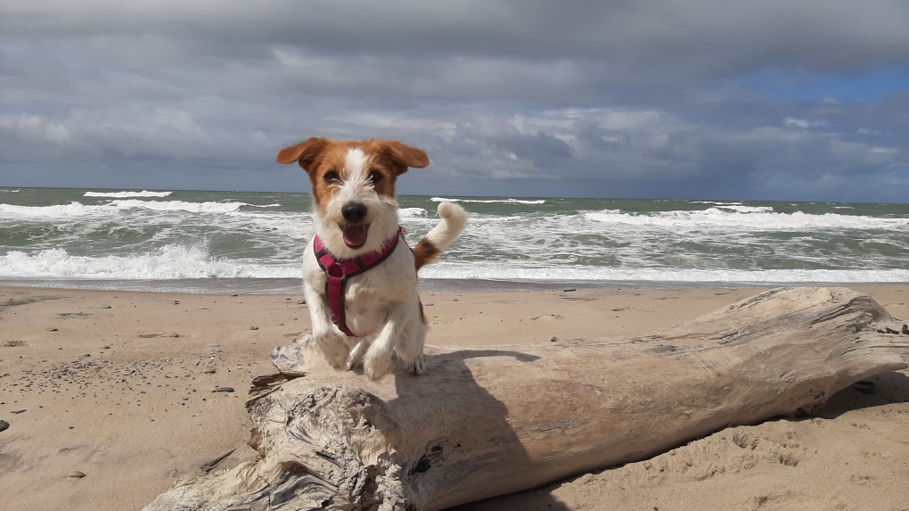 Nouri am Strand von Dänemark