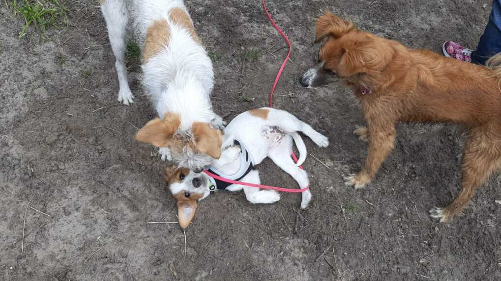 Sozialisierung mit erwachsenen Hunden