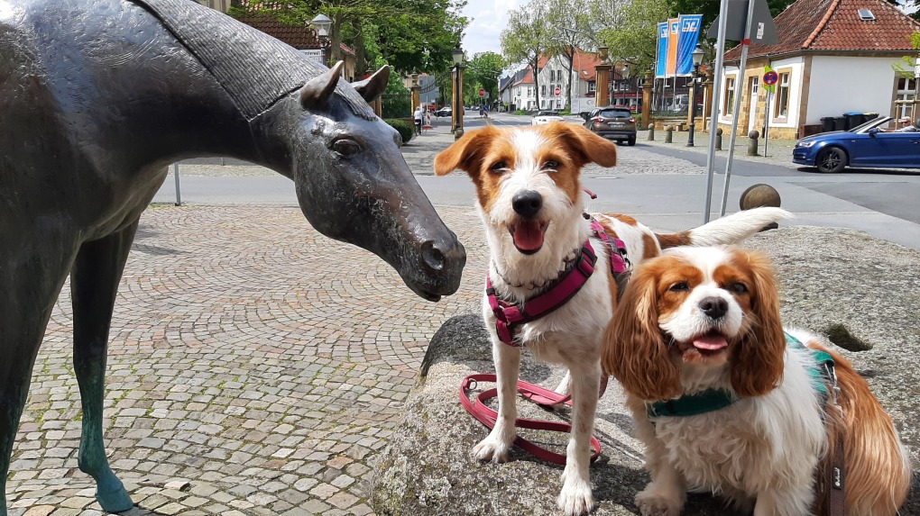 Unsere Kromfohrländer Hündin Nouri mit Cavallier King Charles Spaniel Hündin Amy