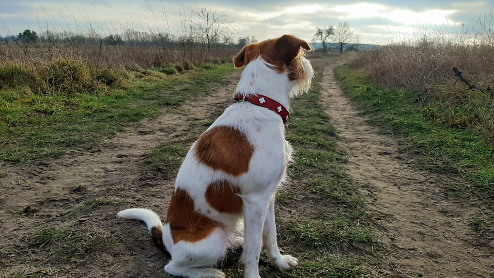 Nouri in den Rieselfeldern