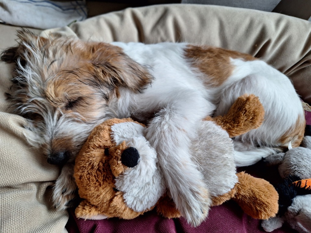 Aiva vom Lavendelweiher mit 3,5 Monaten und ihrem Foxy