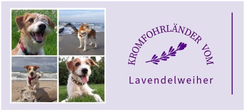 Kromfohrländer Zuchtstätte vom Lavendelweiher