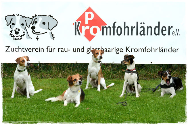 Pro-Kromfohrländer Zuchtgruppe