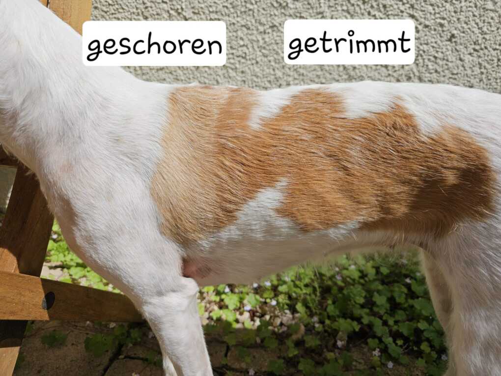 Kromfohrländer dürfen nicht geschoren werden
