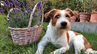 Nouri und der Lavendel