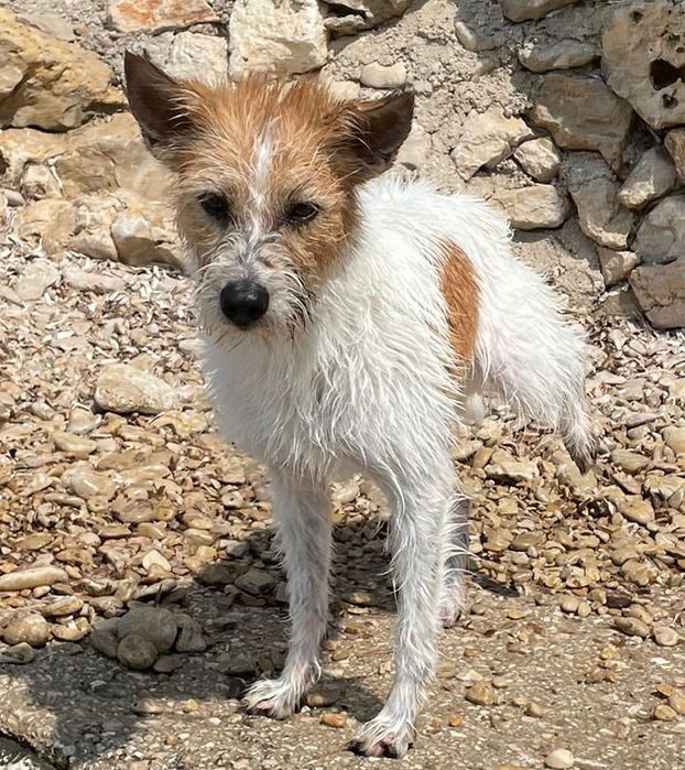 Hündin Winnie - Ronja vom Schloss Judenau