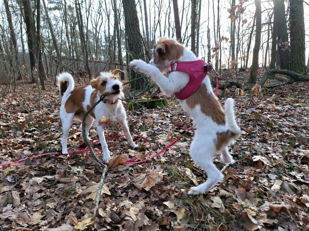 Aiva mit 3 Monaten mit Mama Nouri im Wald