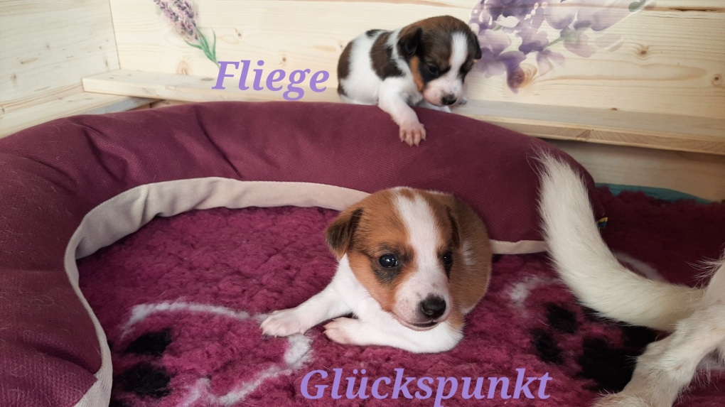 Unser Glückspunkt, 3,5 Wochen alt mit Fliege