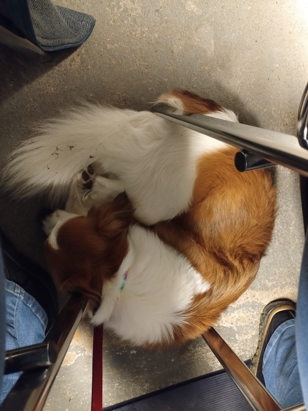 Ein kleines Nickerchen unter dem Tisch