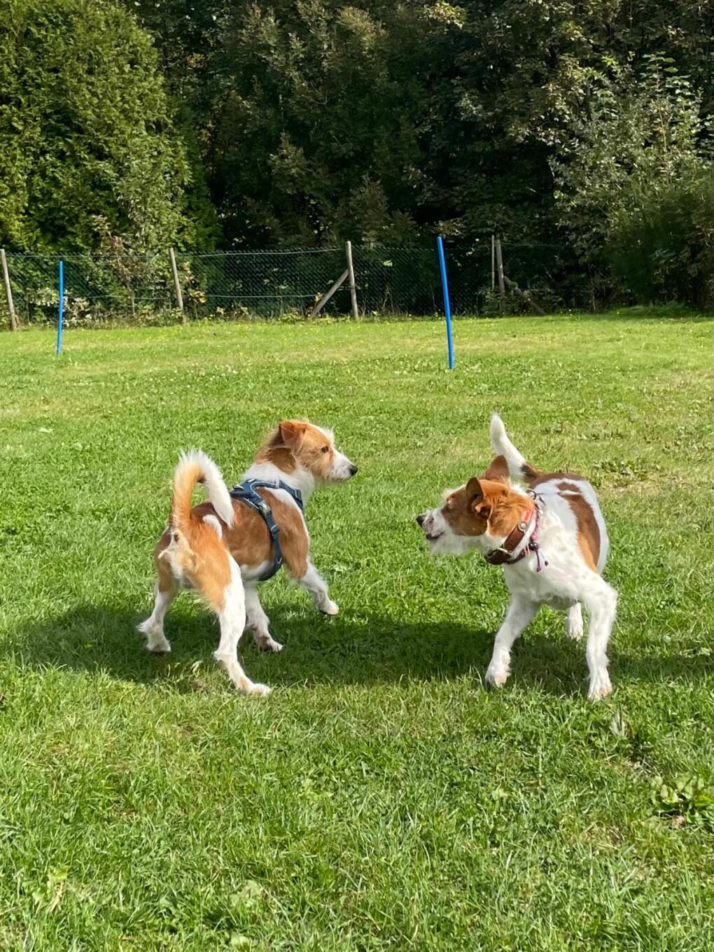 Kommunikation unter Hunden